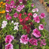 شمعدانی اژدر گلدار