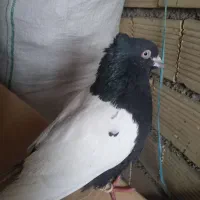 سینه سیاه وکوهی دم سفید