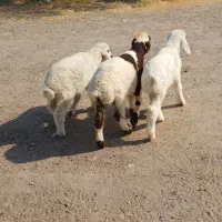 بره نر شیرازی شیرمست
