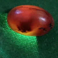 شجر کهنه کرزی یمنی عقیق