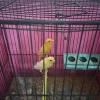 قناری بخون جوان و سرحال