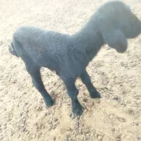 بره شیری|حیوانات مزرعه|پیشخور, |دیوار