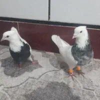 جفت طوقی نر هفت