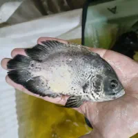 اسکار مسی انواع سایز و تگزاس بالن