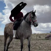 فروشی مادیان عرب کرد