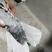 کبوتر دم سفید ماده|پرنده|مرودشت, سهلآباد|دیوار
