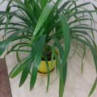 گل پاندانس|گل و گیاه طبیعی|الوند, |دیوار