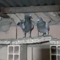 کفتر گرفتنی|پرنده|نیشابور, مازول|دیوار