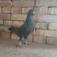 سیا وسبز|پرنده|بجنورد, |دیوار