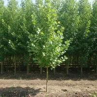 نهال صنوبر برای تولید چوب صنعتی ارسال سریع