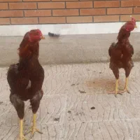 فروش خروس لاری