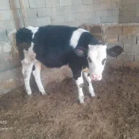 گاو شیری|حیوانات مزرعه|بجنورد, |دیوار