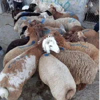 گوسفند زنده خروس سیاه