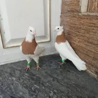 کبوتر کفتر طوقی و کربلایی و سینه سیاه