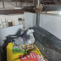 کبوتر اصفهانی سیاه و کوی کله ماستی|پرنده|نجفآباد, گلدشت|دیوار