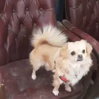 سک پامر|سگ|اصفهان, اندوان|دیوار