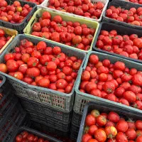 گوجه و آبگیری گوجه