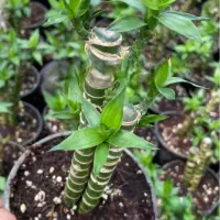 گل بامبو لوتوس خاکی|گل و گیاه طبیعی|شیراز, شهرک گلستان|دیوار