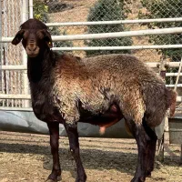 بره قوچ میش بز گاو