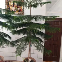 دو عددکاج مطبق بالغ ۲ متری مناسب دکور و فضای داخلی