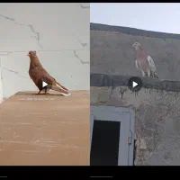 ۴ عدد کبوتر رنگی و آلمانی