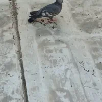 کبوتر دزدیده شده