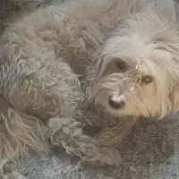 واگذاری رایگان فقط به خانم