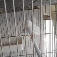 قناری نروماده وایت|پرنده|شاهینشهر, نبوت|دیوار