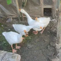 قو غاز لیندا