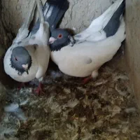 گوباش