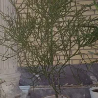 گل یوکا بزرگ -شاخ گوزنی بزرگ|گل و گیاه طبیعی|بندر گناوه, |دیوار