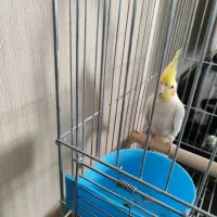 عروس هلندی لوتینو