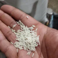 برنج محلی هاشمی درجه یک