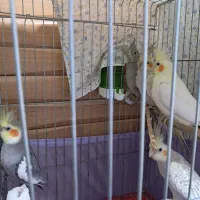 فروش عروس هلندی|پرنده|مهاباد (آذربایجان غربی), |دیوار