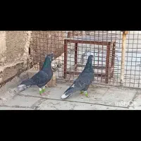 سیاه دمسفید|پرنده|شیراز, شهرک گلها|دیوار