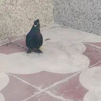 انگشتر وکبوتر