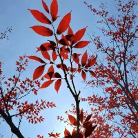 ۱عددضامن میخایم