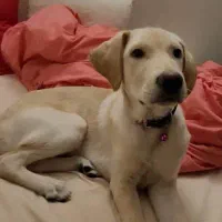 واگذاری توله لابرادور