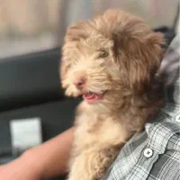 اشپیتس پودل