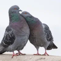 یک جفت کبوتر چاهی یا کوهی وحشی خ ریدارم