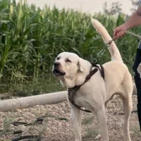 سگ آماده کشش