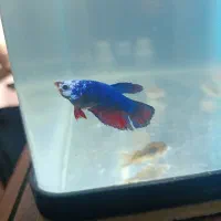 فایتر ماده و کوریدوراس