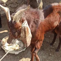 کهره نر خورموج