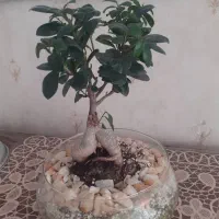 گل بنسای|گل و گیاه طبیعی|تبریز, |دیوار