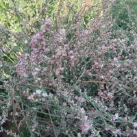 سبزی شیوید ارگانیک