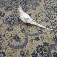 عروس هلندی نر آلبینو دوکت