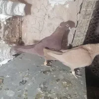 زرد سرخ جفتگاه کاکلی