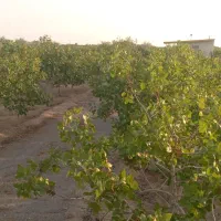 باغ-پسته-با-درختان-16-ساله-کارخانه-پول-سازی
