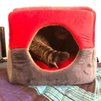 جای خواب سگ و گربه