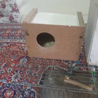 قفس
